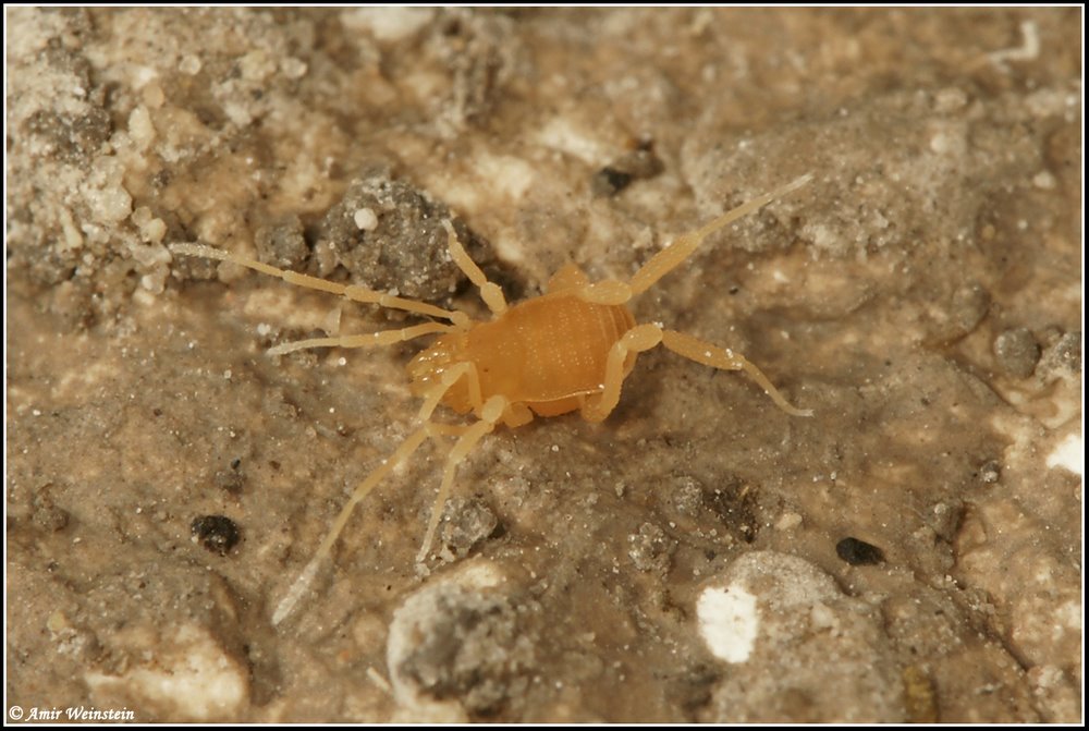 Opiliones d''Israele